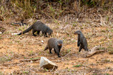 Fototapeta Paryż - A mob of banded mongoose searching for food in the southern parts of the Kruger National Park, South Africa.  