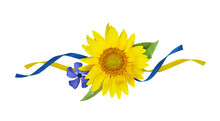 Yellow Sunflower And Blue Periwinkle With Silk Ribbons In A Floral Arrangement Isolated On White Background. Concept Of Ukraine