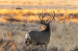 Buck Mule Deer in Fall in Colorado