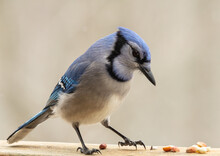 Blue Jay Eying Shelled Peanuts On Wooden Deck Railing In Winter.