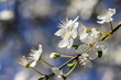Closeup white blossom flowers on tree during Spring season. Blue blurred bokeh background. Fresh blooms in Dublin, Ireland