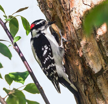 Close Up Image Of A Male Downy-Woodpecker Examining A Hole In The Trunk Of The Tree It Has Been Working On.
