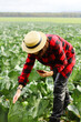 © Elena - Gardening and agricultural activities during the harvest season. The farmer collects statistics on the cabbage harvest in the field.