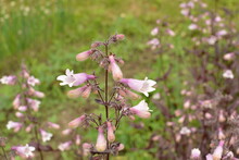 A Closeup Shot Of Blooming Beardtongues In A Garden