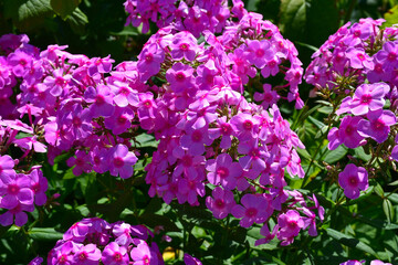 Wall Mural - bright pink phlox blooming in the garden close-up