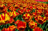 Fototapeta Tulipany - kwitnące tulipany, czerwono-żółte tulipany, tulipa, odmiana holland Queen