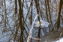 Close-up Of A Fallen Branch Over The Water Reflecting The Trees, The Blue Sky And A Leaf Touching The River Creating A Frozen Circle - HDR Photos