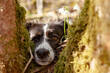 Portrait of a young border collie dog in the rays of the spring sun, the dog's muzzle between the branches of the trees, flowers of the snowdrops Galanthus nivalis, in the forest.