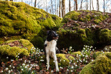 Fototapeta Zwierzęta - Spring walk of a young border collie dog among flowers, Galanthus nivalis snowdrops, trees, rocks in the forest.