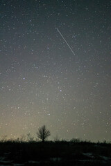 Wall Mural - sky with stars and lonely tree stand on the background 
