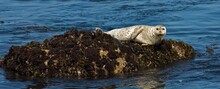 Harbor Seals Resting On Rocks In Monterey Bay. 