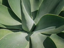 Agave Or Maguey Is A Genus Of Monocotyledonous Plants, Usually Succulents, Belonging To The Ancient Family Agavaceae