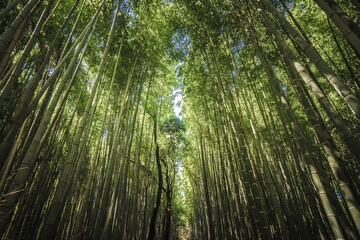 Path to bamboo forest at Arashiyama in Kyoto, Japan