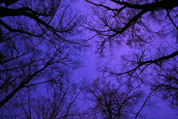 Wall Mural - Bare trees against the starry sky, view from below