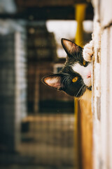 Wall Mural - Vertical closeup of a cute cat against a blurred background
