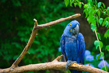 Closeup Shot Of A Blue Parrot Perched On A Tree