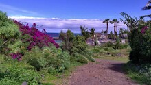 2022-03-03 Puerto De La Cruz, Tenerife, Spain At Playa Jardin With Many Flowers
Playa Jardin, Vacationers Bathing And Sunbathing On The Black Sand Beach With Bushes Cacti And Palms And Blossoms