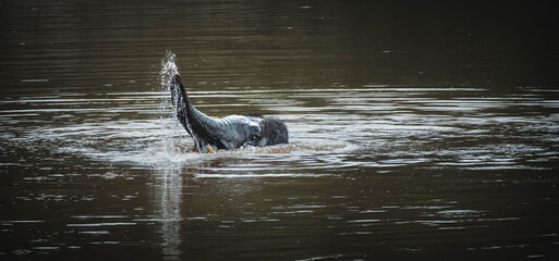 Poster - Closeup of an elephant swimming in the lake