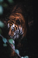 Wall Mural - Closeup of a tiger in the jungle