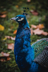 Wall Mural - Beautiful Indian peafowl perched on the ground with dry fallen leaves