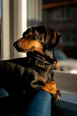 Sticker - Vertical closeup shot of the Dachshund dog lying on the sofa on the blurry background