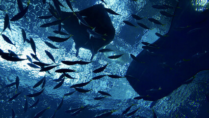 Wall Mural - Beautiful shot of swimming fishes under the water