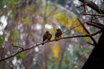 Poster - Beautiful view of birds on a tree branch in a forest