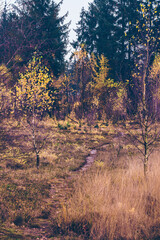 Wall Mural - Beautiful view of a forest with autumn trees on a sunny day