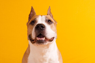 Poster - dog American Staffordshire Terrier tilted his head to one side on a yellow background