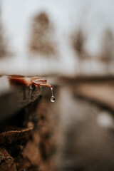 Poster - Vertical shallow focus shot of a raindrop at the end of a leaf outdoors