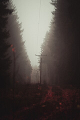 Wall Mural - beautiful shot of a forest during the day in autumn