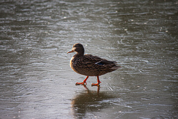 Wall Mural - Close-up shot of a duck walking on a frozen lake