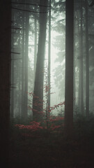 Wall Mural - beautiful shot of a forest during the day in autumn