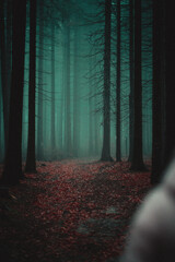 Wall Mural - beautiful shot of a forest during the day in autumn
