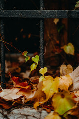 Wall Mural - beautiful shot of a forest during the day in autumn