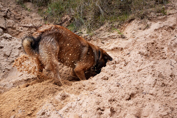 Canvas Print - Cute dog digging a hole in the sand