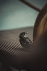 Sticker - Vertical shot of a bird on the ground outdoors