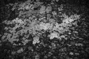 Sticker - Grayscale shot of branches with leaves