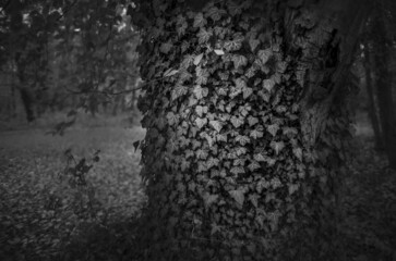 Sticker - Grayscale shot of tree trunk covered with leaves