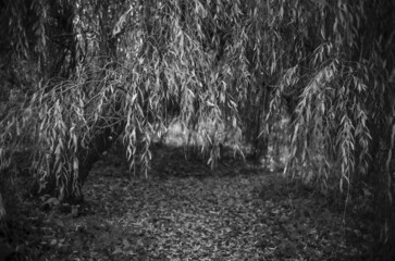 Sticker - Grayscale shot of branches with leaves