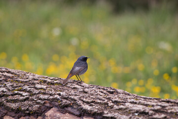 Poster - Closeup of a black redstart perched on a tree log against the blurry background of yellow flowers