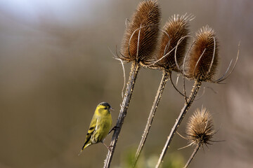 Sticker - Closeup shot of a Eurasian siskin perched on a teasel