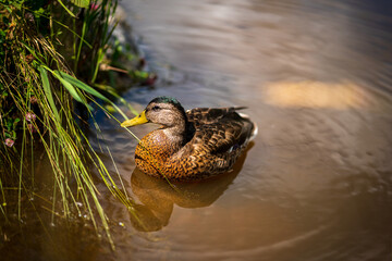 Canvas Print - Closeup of the female mallard swimming in the lake. Wild duck, Anas platyrhynchos.