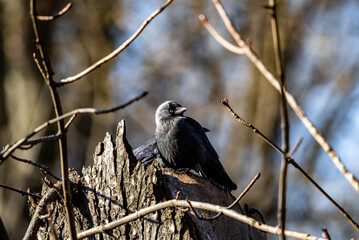 Wall Mural - Closeup of a gray jackdaw bird perched on a tree log between bare branches