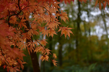 Wall Mural - Beautiful view of red maple leaves in the autumn season with blurred background