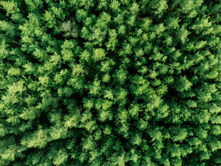 Poster - Aerial drone shot of a green forest in the summer