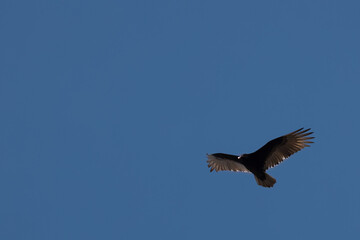 Wall Mural - Bird flying high in the blue cloudless sky on a sunny day