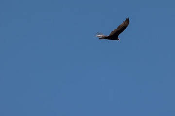 Sticker - Black bird flying high in the blue cloudless sky on a sunny day