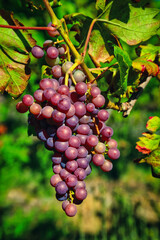 Wall Mural - Closeup of fresh grapes in a vineyard on a sunny day