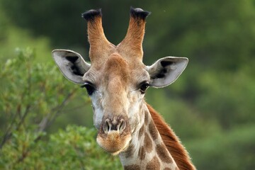 Wall Mural - close up of giraffe's head front with blurry green bushes behind